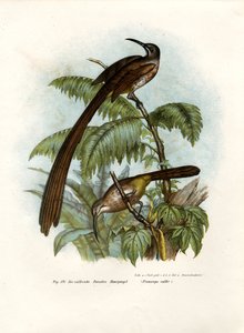 シュガーバード岬、1864年 作： German School